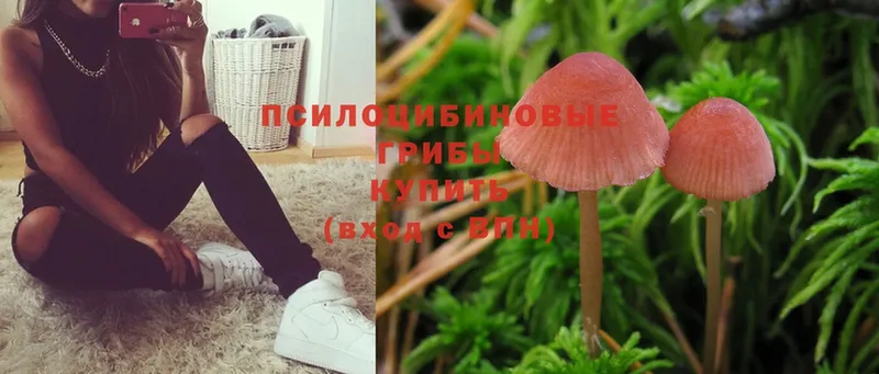 цены   Ржев  Галлюциногенные грибы Psilocybe 